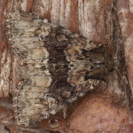 Apamea illyria  ©  Horst Pichler