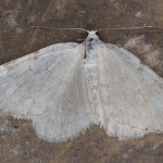 Colostygia aqueata  ©  Horst Pichler