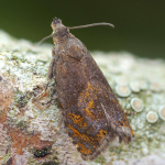 Dichrorampha sylvicolana  ©  Patrick Clement