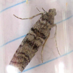 Dioryctria mendacella  ©  John Girdley