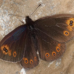Erebia oeme  ©  Horst Pichler