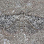 Eupithecia semigraphata  ©  Horst Pichler