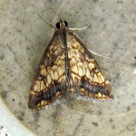 Evergestis dumerlei  ©  John Girdley