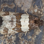 Isotrias hybridana  ©  Horst Pichler
