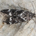 Klimeschiopsis kiningerella  ©  Sveinung Larsen
