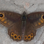 Lasiommata petropolitana  ©  Horst Pichler