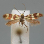 Micropterix aglaella  ©  Michael Kurz