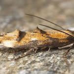 Mompha idaei  ©  Horst Pichler