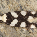 Pseudotelphusa tessella  ©  Horst Pichler