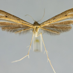 Stenoptilia stigmatoides  ©  František Kosorín