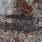 Zimmermannia reichli  ©  Horst Pichler