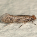 Tinea pellionella  ©  Patrick Clement