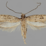 Praeacedes atomosella  ©  J. Tyllinen