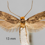 Niditinea truncicolella  ©  František Kosorín