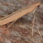 Caloptilia roscipennella  ©  Horst Pichler