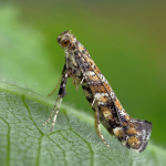 Gracillaria syringella  ©  Patrick Clement