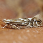 Phyllonorycter coryli Nut Leaf Blister Moth ©  Patrick Clement