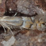Phyllonorycter medicaginella  ©  Horst Pichler