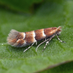 Phyllonorycter tristrigella  ©  Patrick Clement