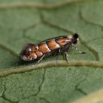 Phyllonorycter stettinensis  ©  Oliver Wadsworth
