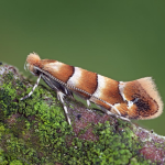Phyllonorycter froelichiella  ©  Patrick Clement