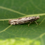 Phyllonorycter sagitella  ©  Oliver Wadsworth