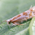 Argyresthia abdominalis  ©  Ilia Ustyantsev