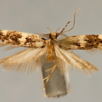 Apatema apolausticum  ©  František Kosorín