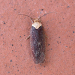 Depressaria depressana  ©  Helen Bantock