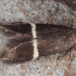 Aproaerema cinctella  ©  Horst Pichler