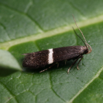 Aproaerema larseniella  ©  Oliver Wadsworth