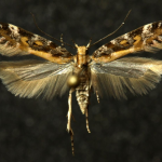Aristotelia decoratella  ©  František Kosorín