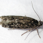 Gelechia nigra  ©  Dave Wilton