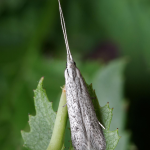 Coleophora hemerobiella  ©  Patrick Clement