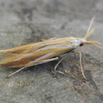 Coleophora vibicella  ©  Horst Pichler