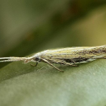 Coleophora ornatipennella  ©  František Kosorín