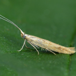 Coleophora clypeiferella  ©  Patrick Clement