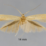 Coleophora binotapennella  ©  František Kosorín