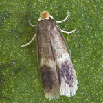Stigmella confusella  ©  Patrick Clement