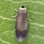 Stigmella tiliae  ©  Patrick Clement