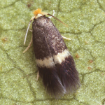 Stigmella sakhalinella  ©  Patrick Clement