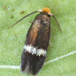 Stigmella alnetella  ©  Patrick Clement