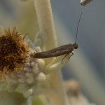 Scythris tenuivittella  ©  František Kosorín