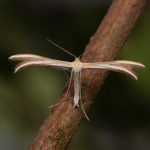 Merrifieldia leucodactyla Thyme Plume ©  Oliver Wadsworth