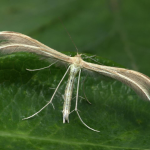 Merrifieldia baliodactylus Dingy White Plume ©  Patrick Clement
