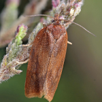 Aphelia viburnana  ©  Patrick Clement