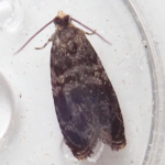 Celypha aurofasciana  ©  Mike Braid