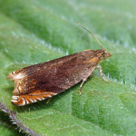 Ancylis upupana  ©  Patrick Clement