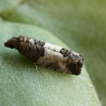 Spilonota ocellana Bud Moth ©  František Kosorín