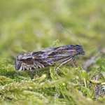Eucosma aspidiscana  ©  Nigel Voaden